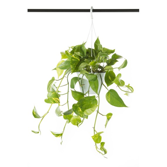 SALOMONE RICADENTE POTHOS AUREA pianta vera da interno in basket Ø 17 - 20  cm 